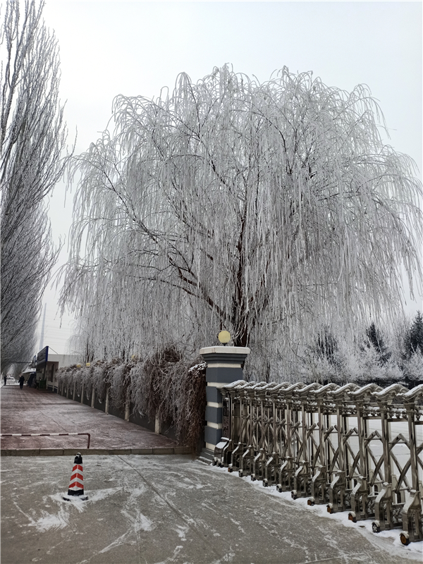 2019年冬雪(攝影：財務部，柴薪科，工號N14246).jpg